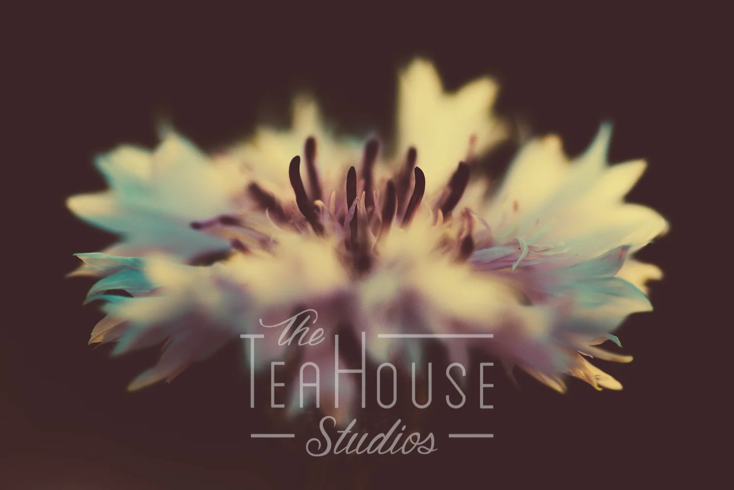 TheTeaHouseStudios@2018-1.jpg