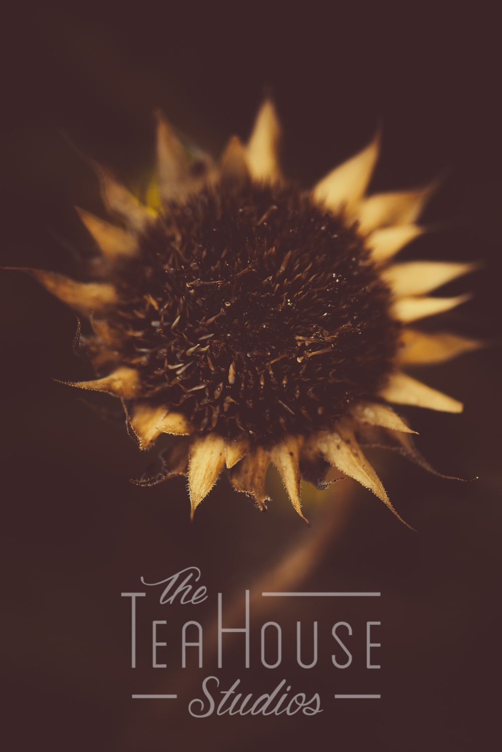 TheTeaHouseStudios@2018-13-3.jpg