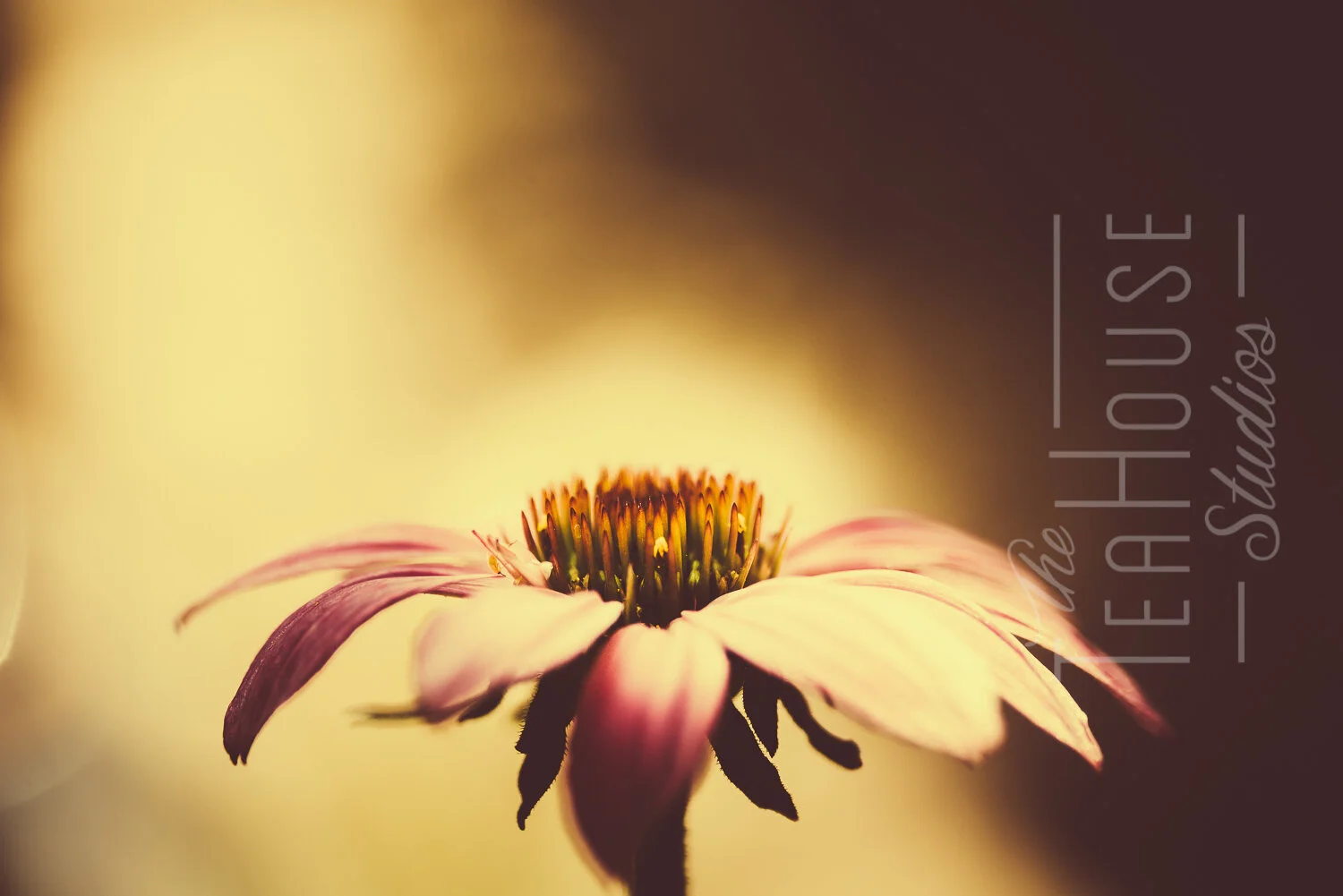 TheTeaHouseStudios@2020-1-9.jpg