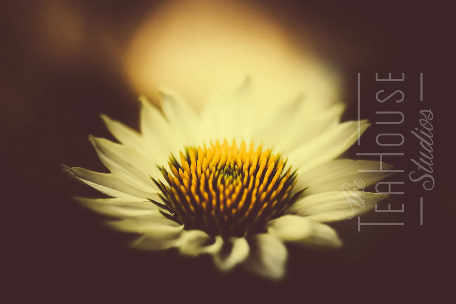 TheTeaHouseStudios@2020-4-2.jpg