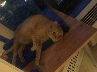   Yes, this is Heavenly Bliss  