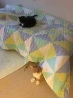   Why does he come over to visit and then hides?&nbsp;   