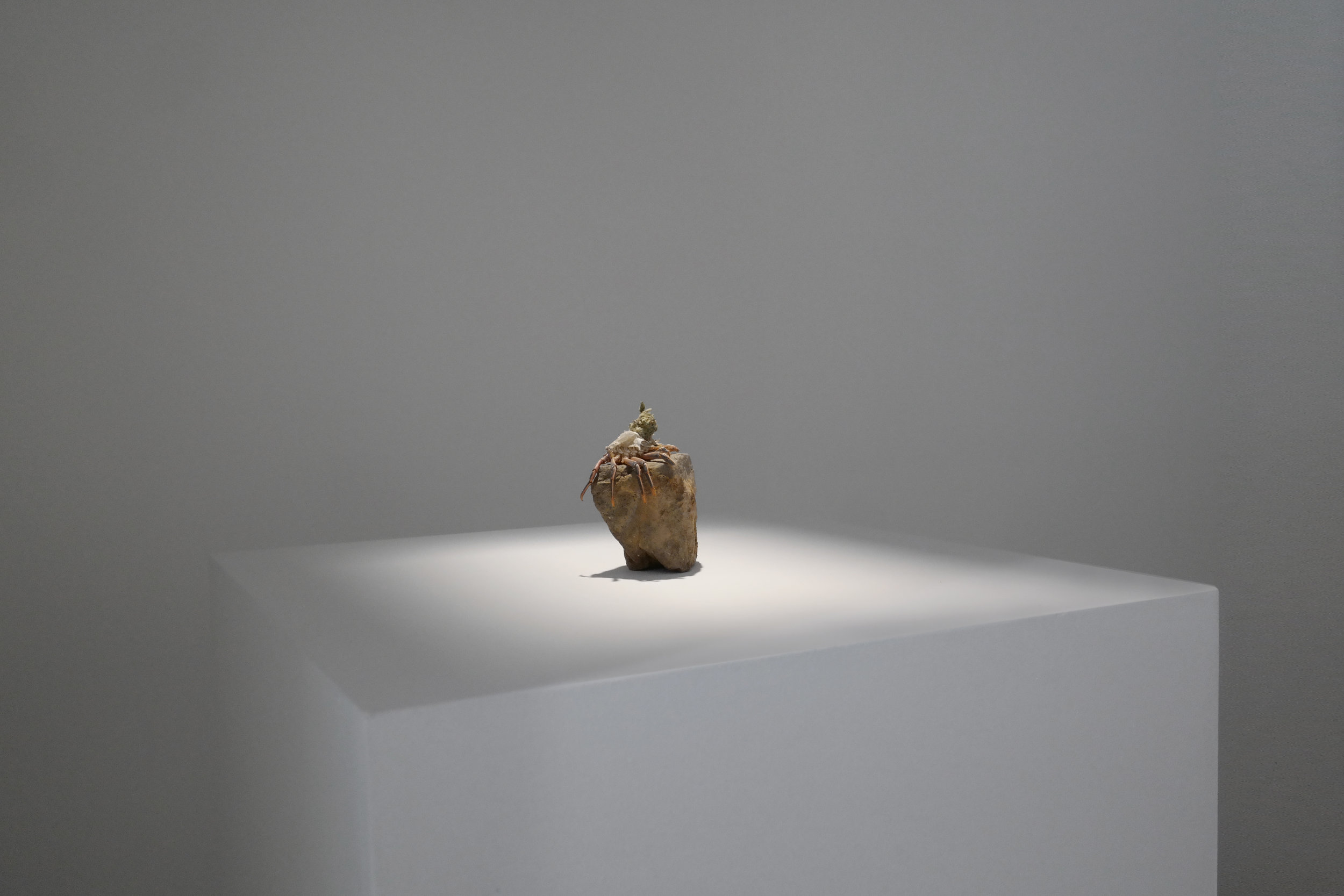 C K Blue Champagne, stone, crab exoskeleton 2017