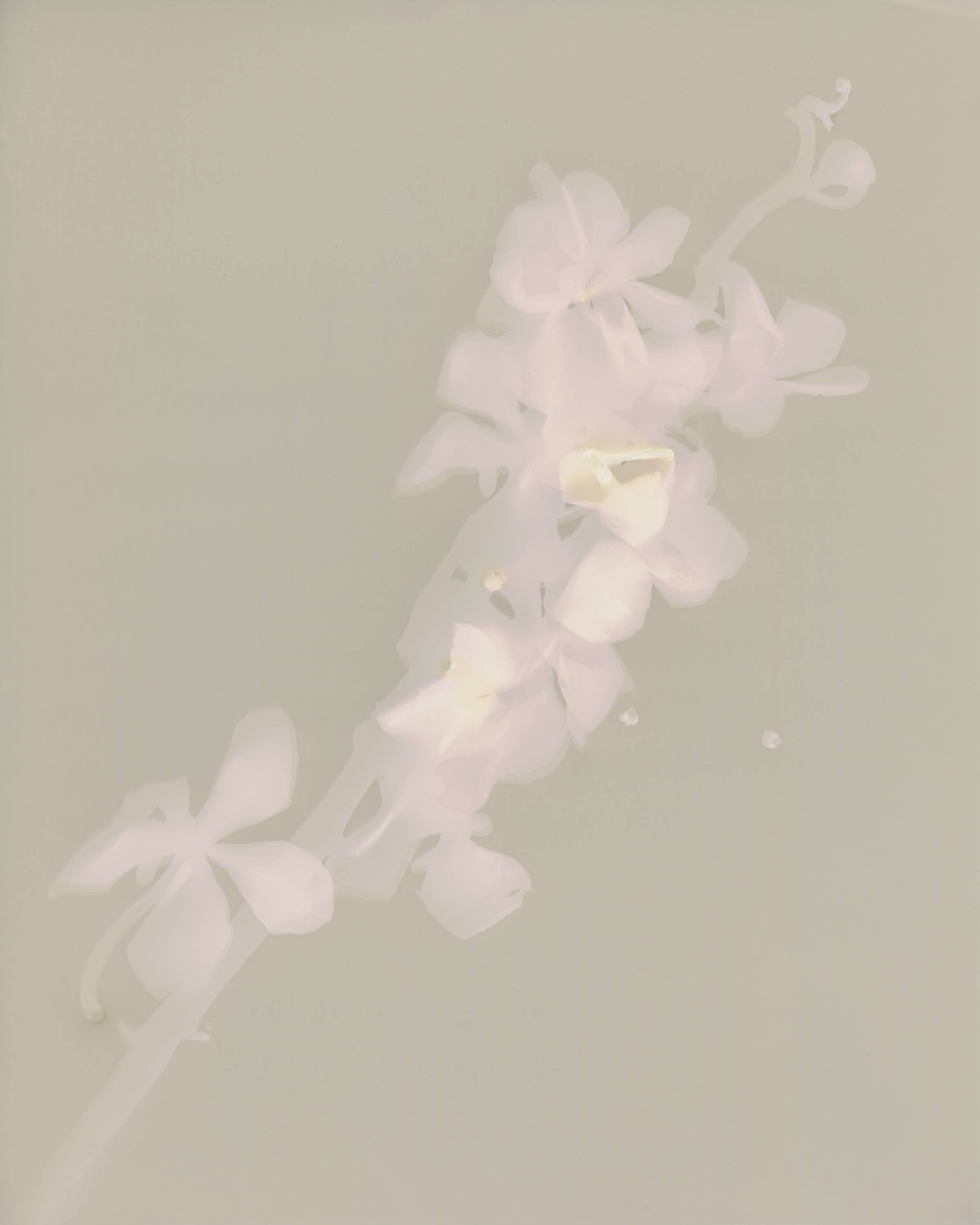 Robert Canali, Untitled 03 , 8"x10", photogram, expired photo paper, processed with exhausted darkroom chemicals (still sensitive), 2017