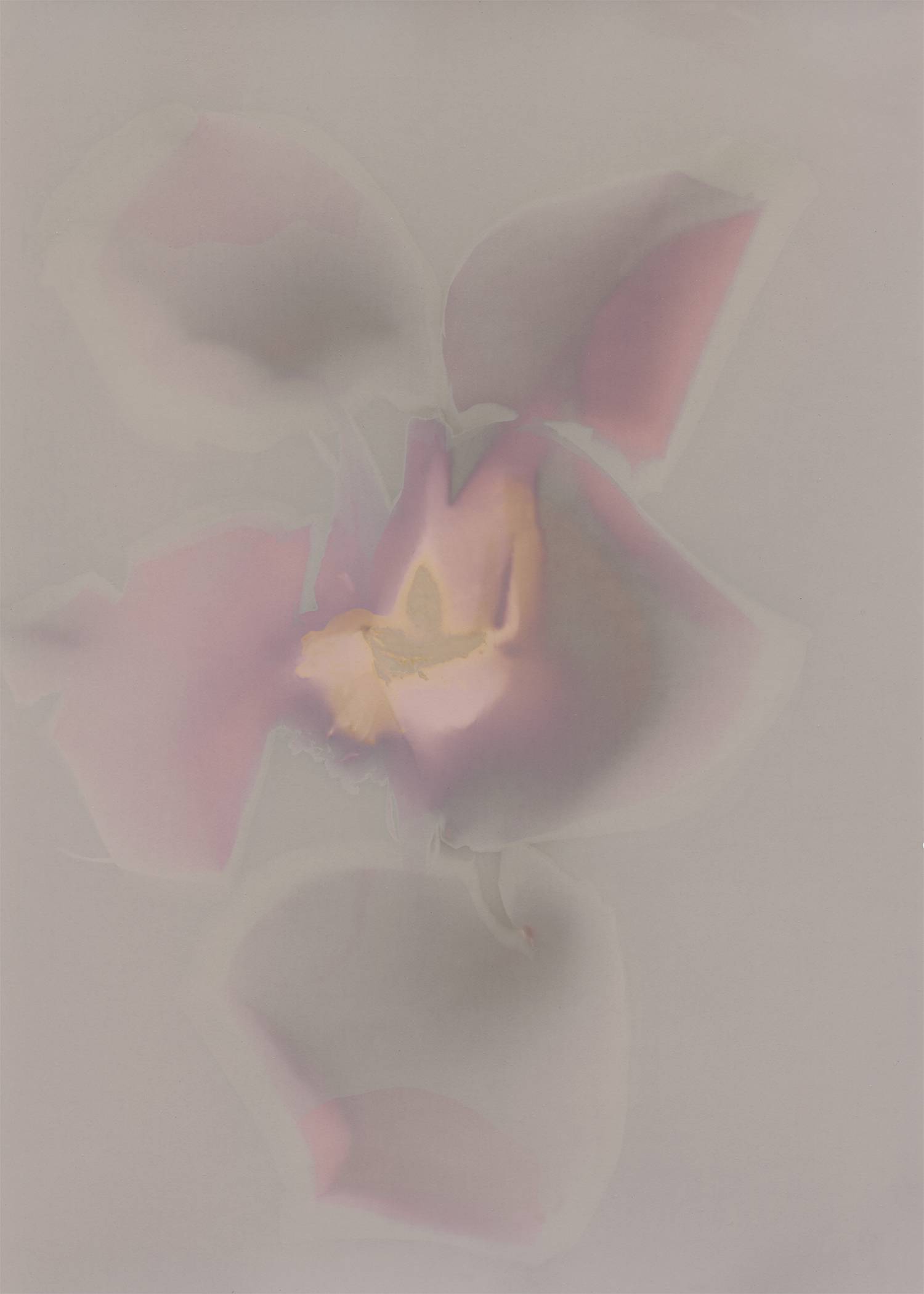 Robert Canali, Untitled 05 , 5"x7", photogram, expired photo paper, processed with exhausted darkroom chemicals (still sensitive), 2017