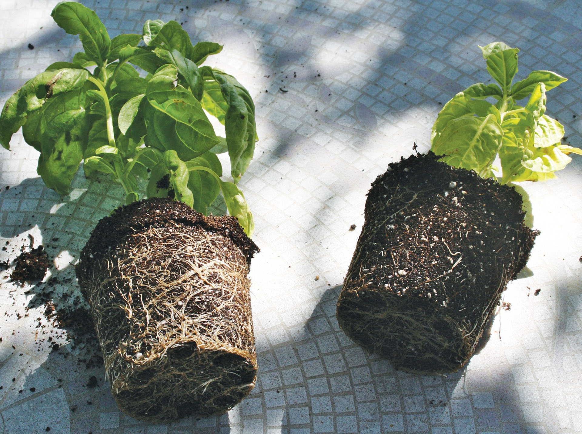 Example of strong root growth in 1 month LEFT: 2 TBS Black Diamond VermiCompost RIGHT: Nothing added