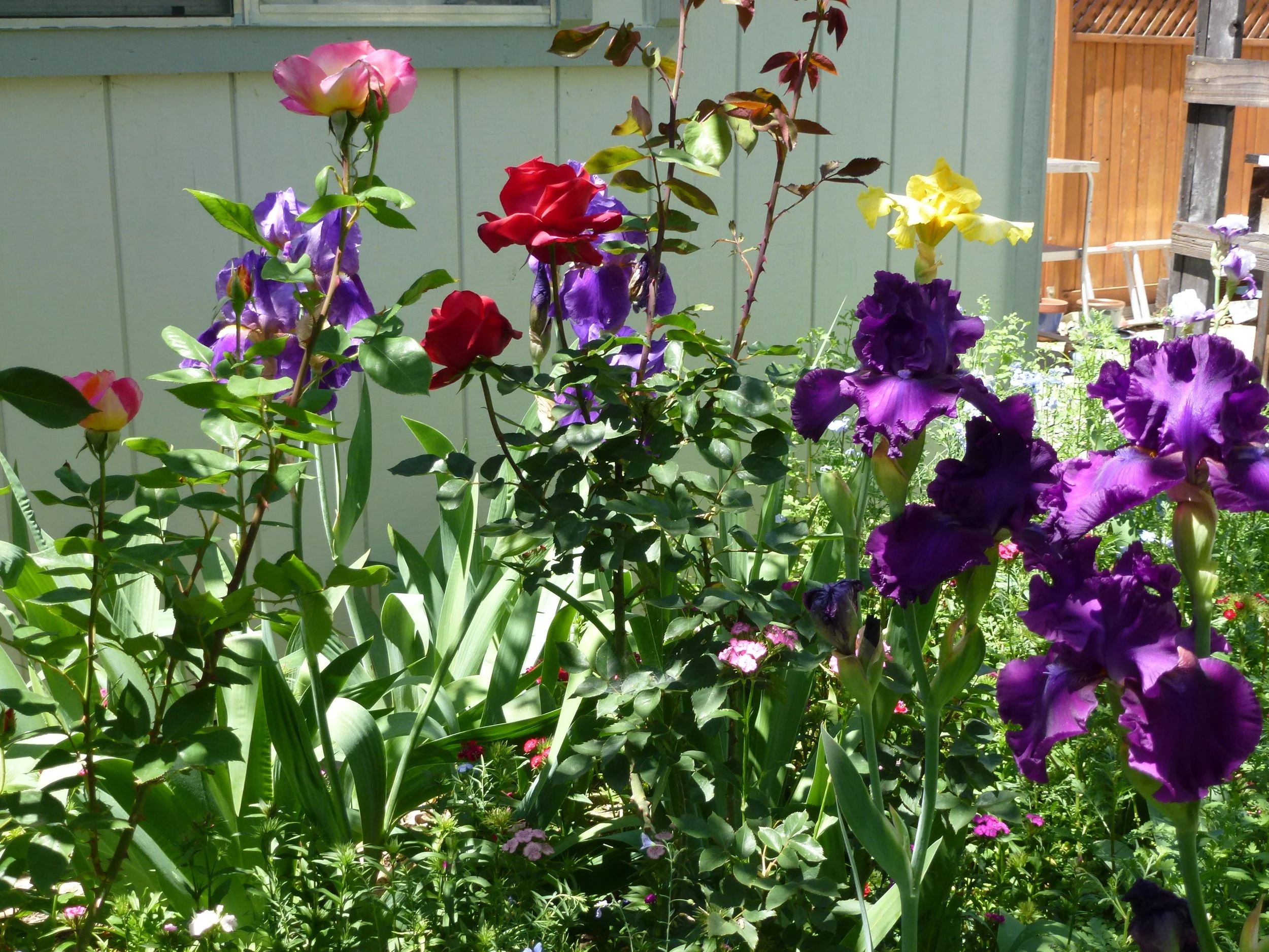 shers garden.jpg