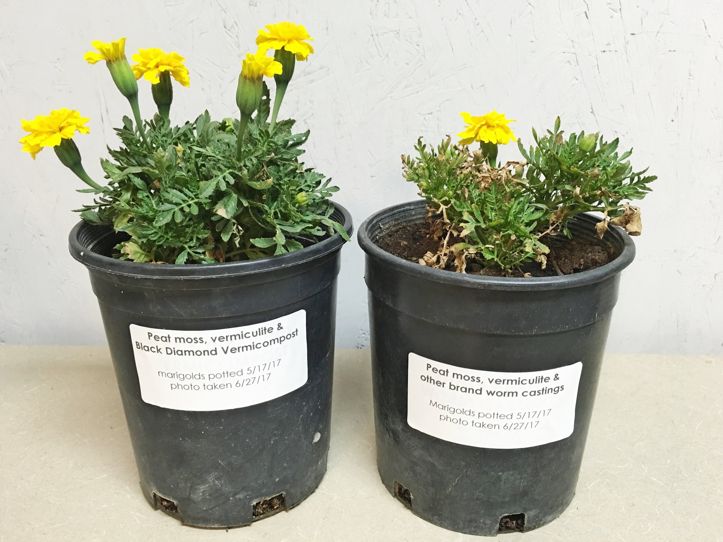 Are all worm castings created equal?