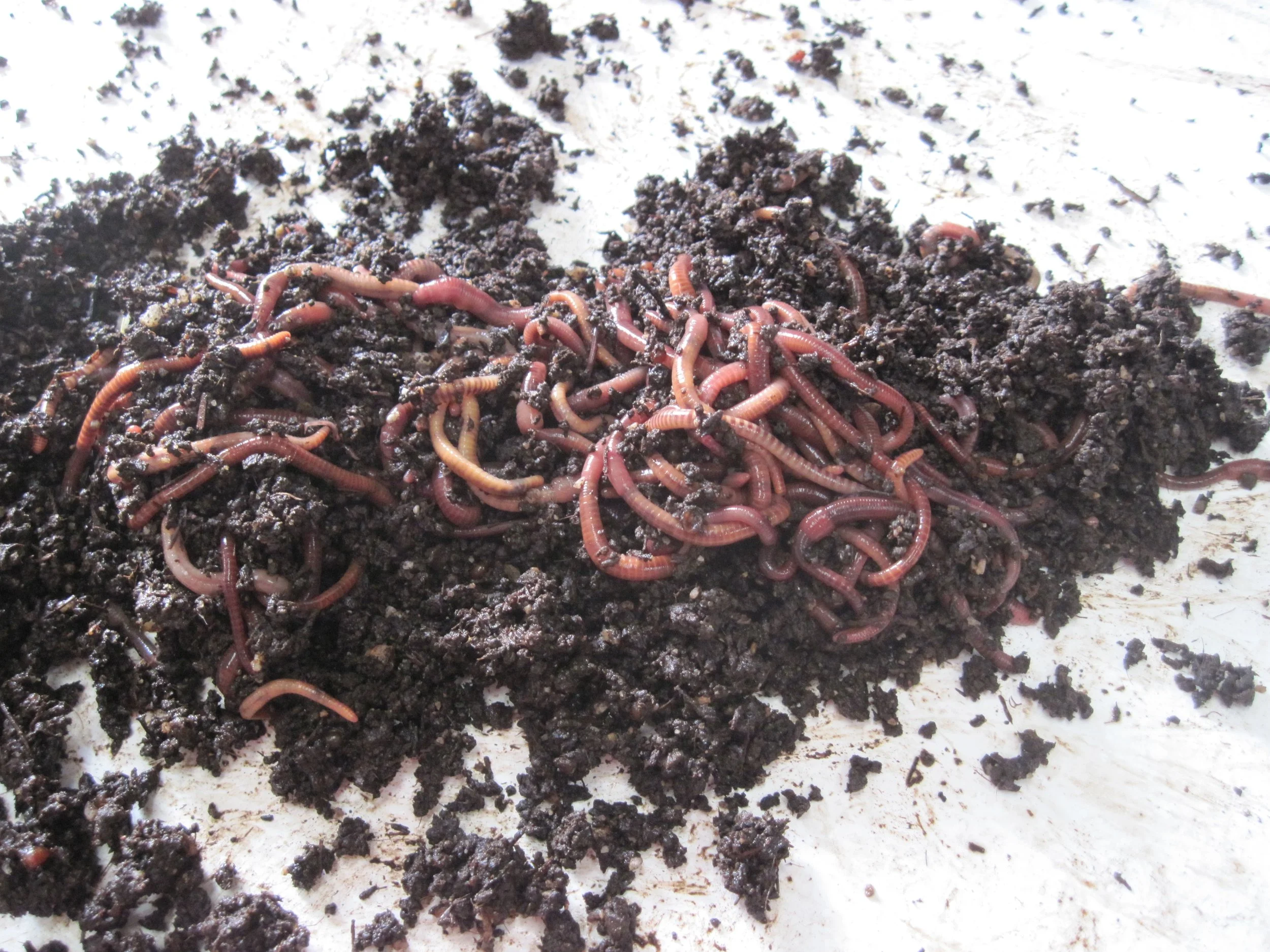 U-pick worms and worm farm tour