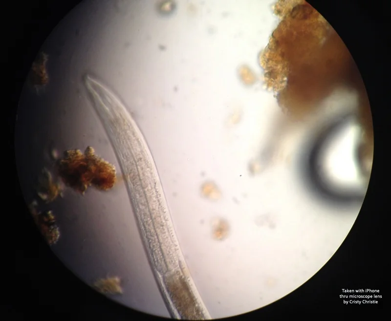 nematode in scope credits CC 800x657.jpg
