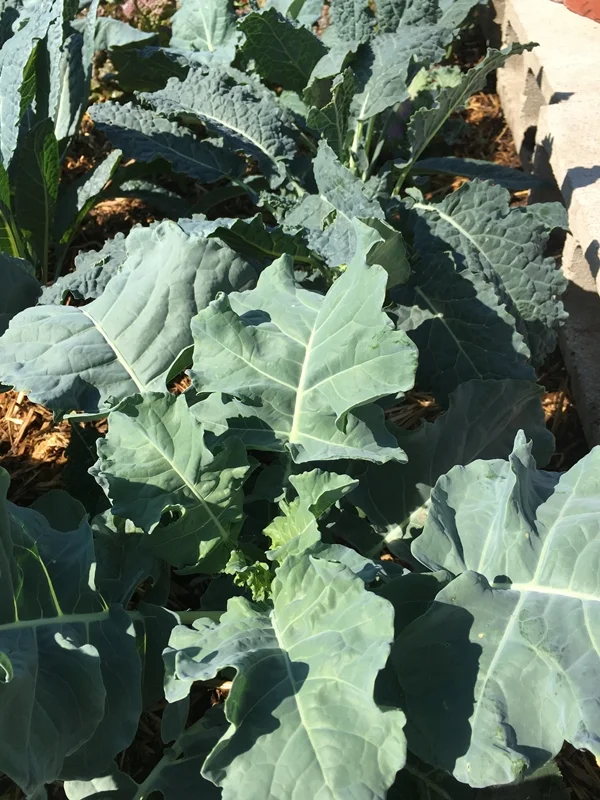 Simple Science Behind a GREAT Garden