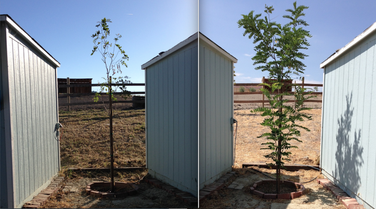 This was the poorly tree I got for cheap at LOWES. On the left was when it was planted using Orchard Blend Gold. On the right is today, almost 4 months later.