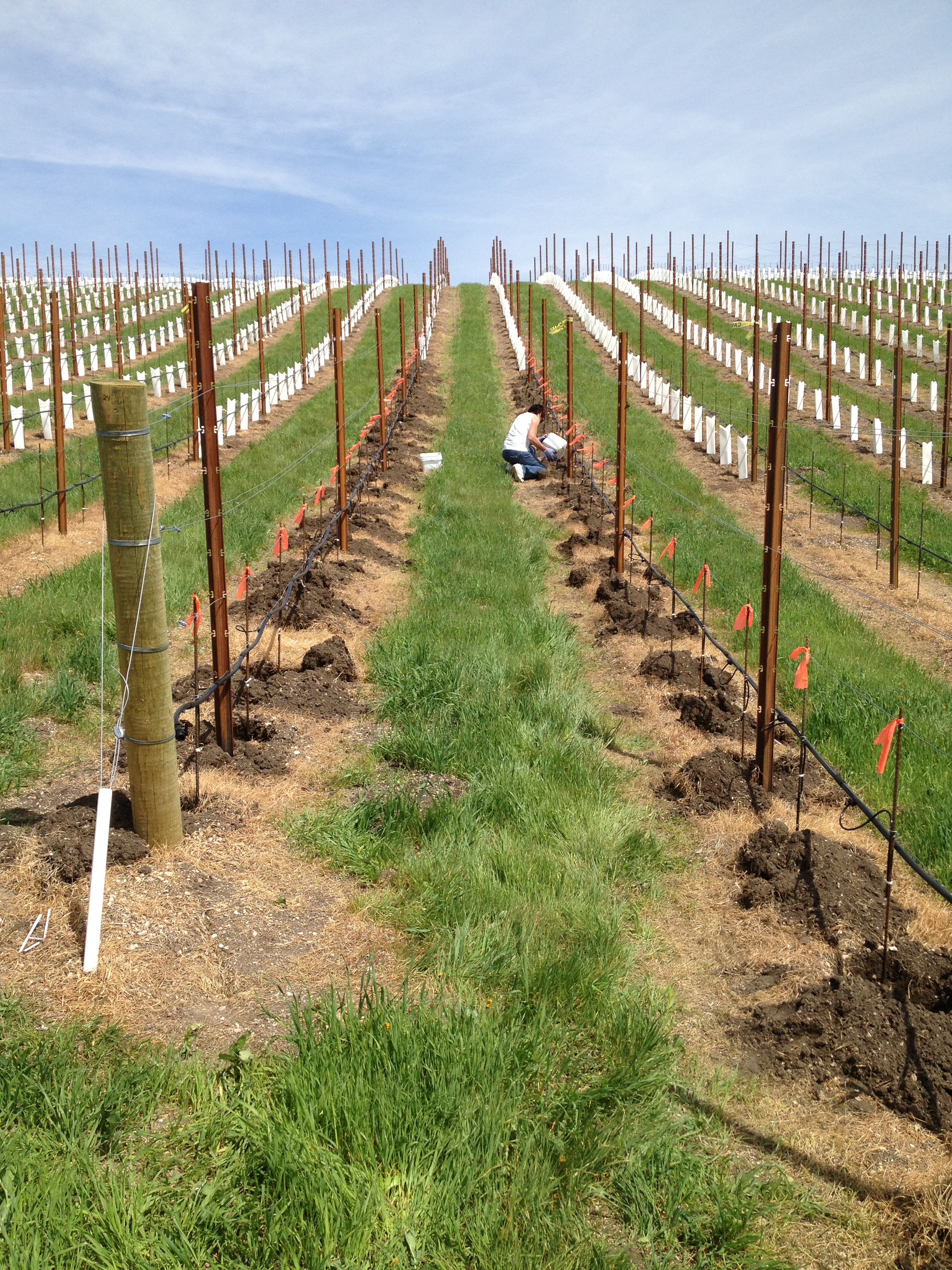 Vineyard-planting.JPG