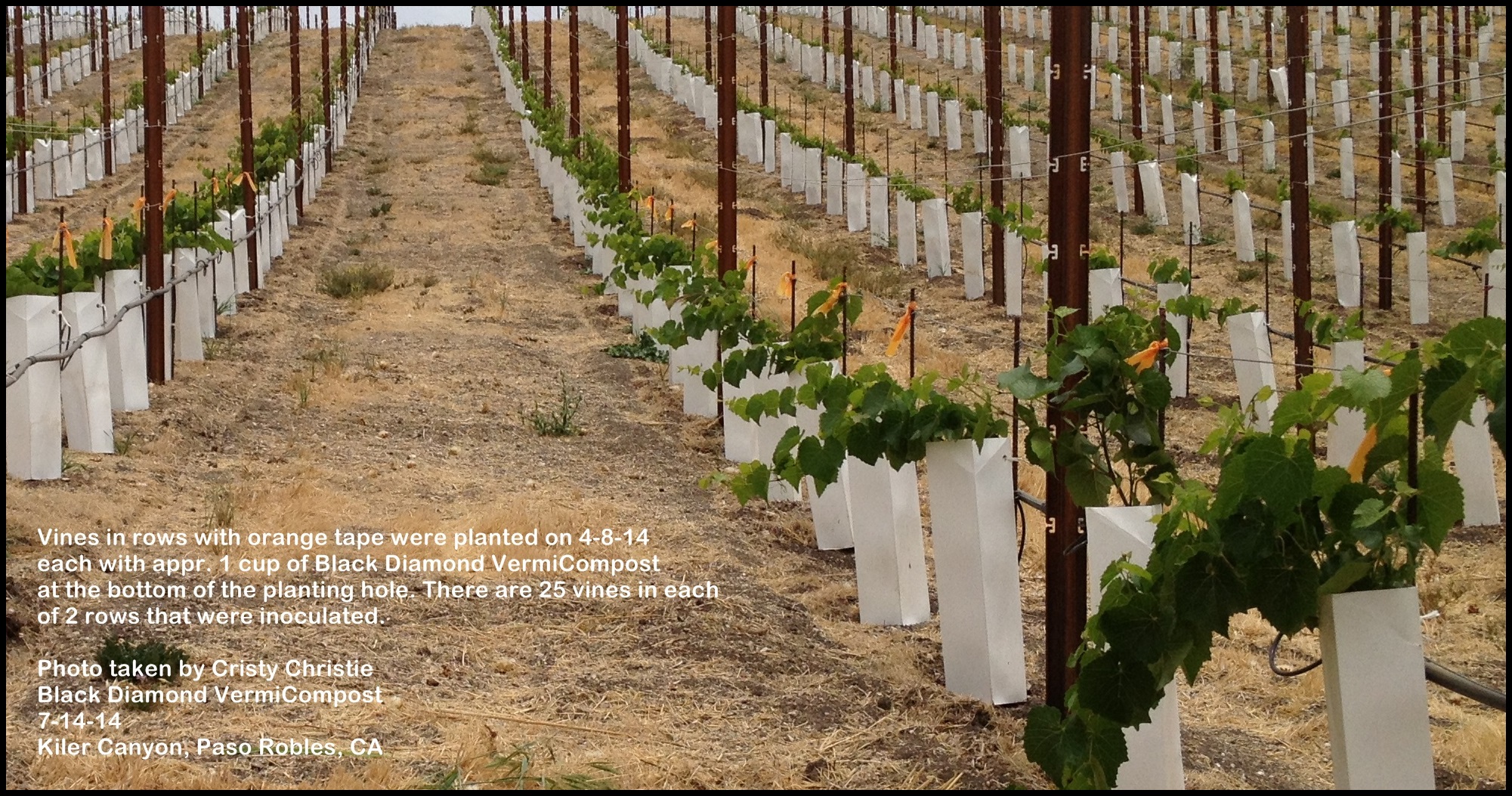 Kiler Vineyard 7-14-14 Black Diamond VermiCompost.JPG