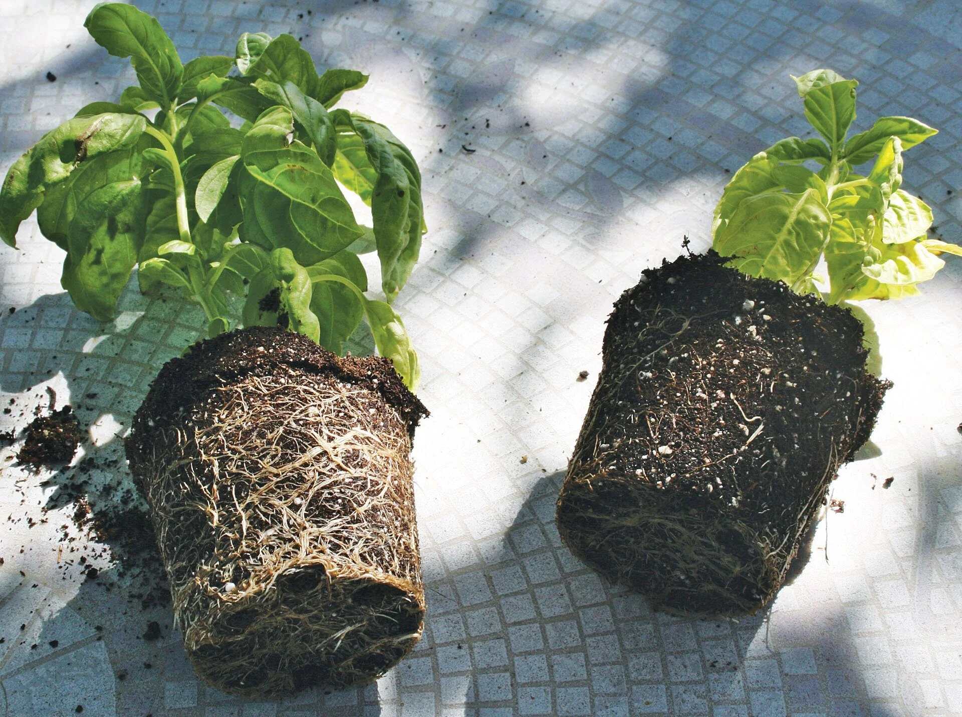 basil+roots+%282%29.jpg