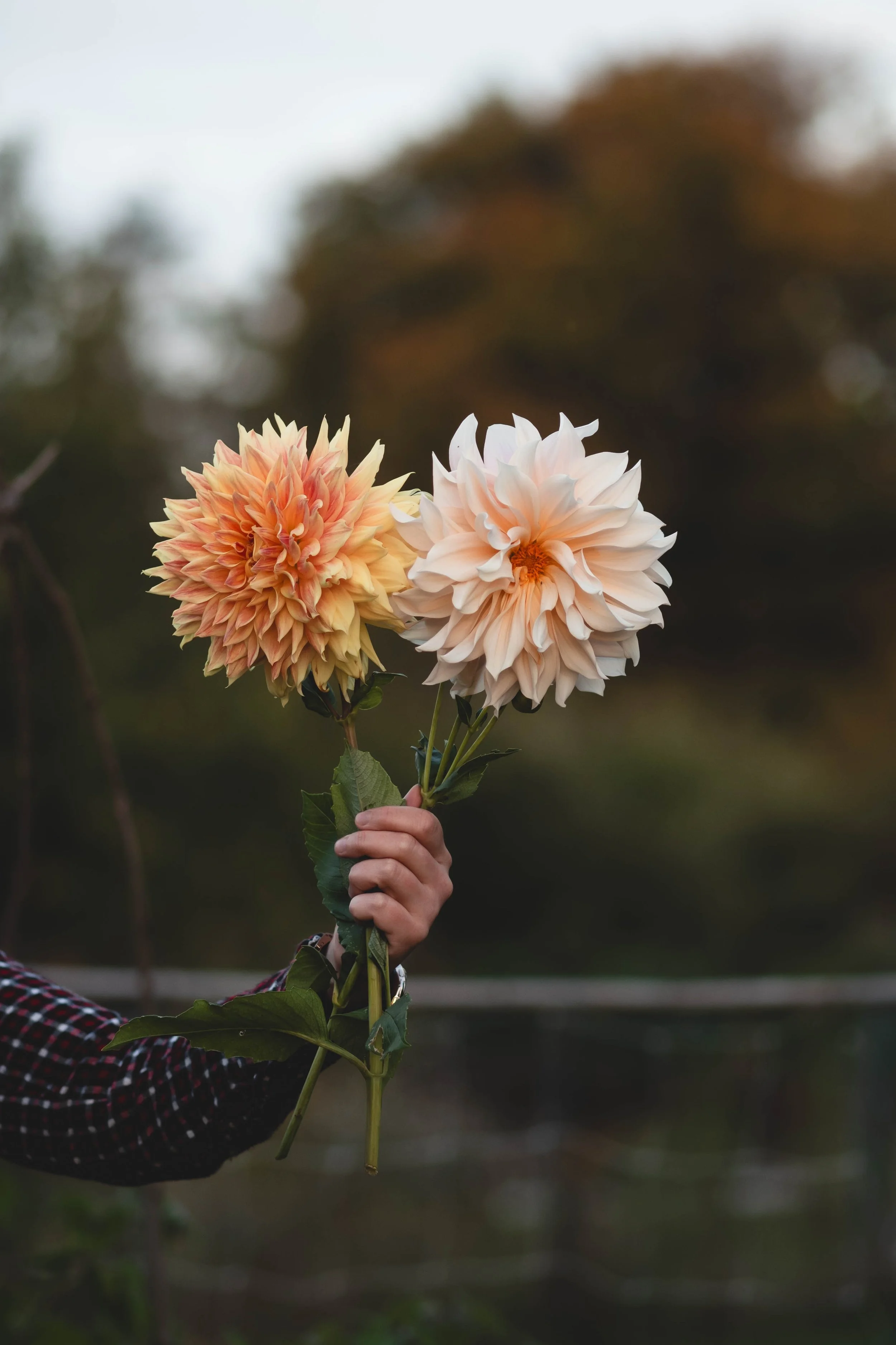 SLO Dahlia Club Invites Cristy Christie to Monthly Meeting