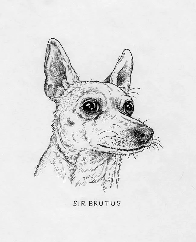 Sir_Brutus.jpg