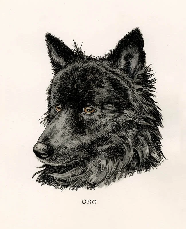 Oso.jpg