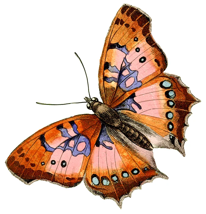 FAMILY CONSTELLATIONS THERAPY Heather Dowling