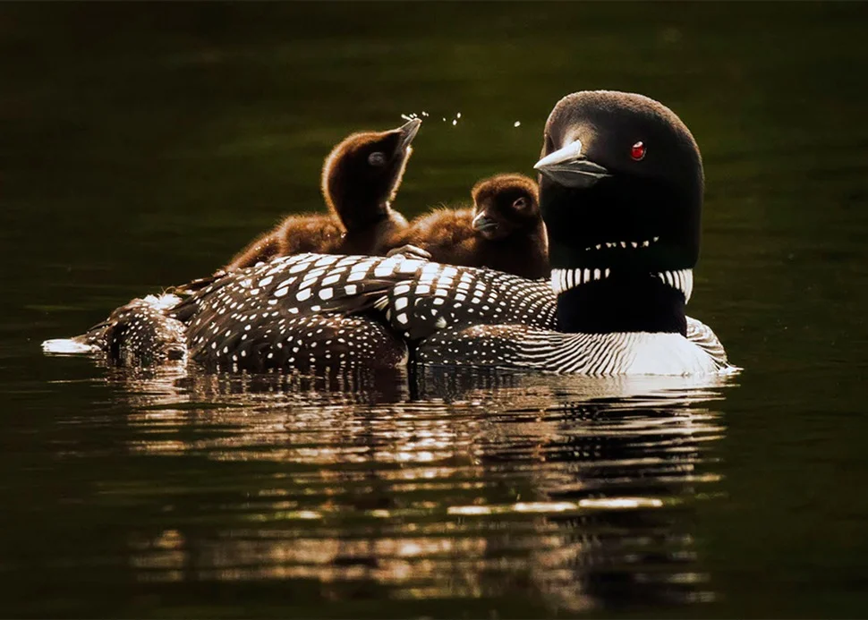 Duck with babies riding on its back.jpg