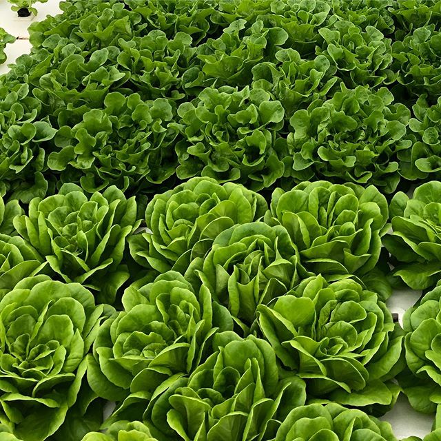 Farmstand Open tomorrow 11/2 from 12-2 with lettuce eggs micros!!! Last one!! Hope to see you there!!!