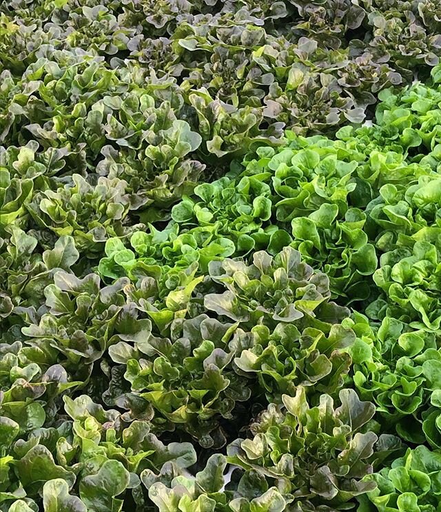 #nofilter #farmfresh #gogreen #lettucegrow