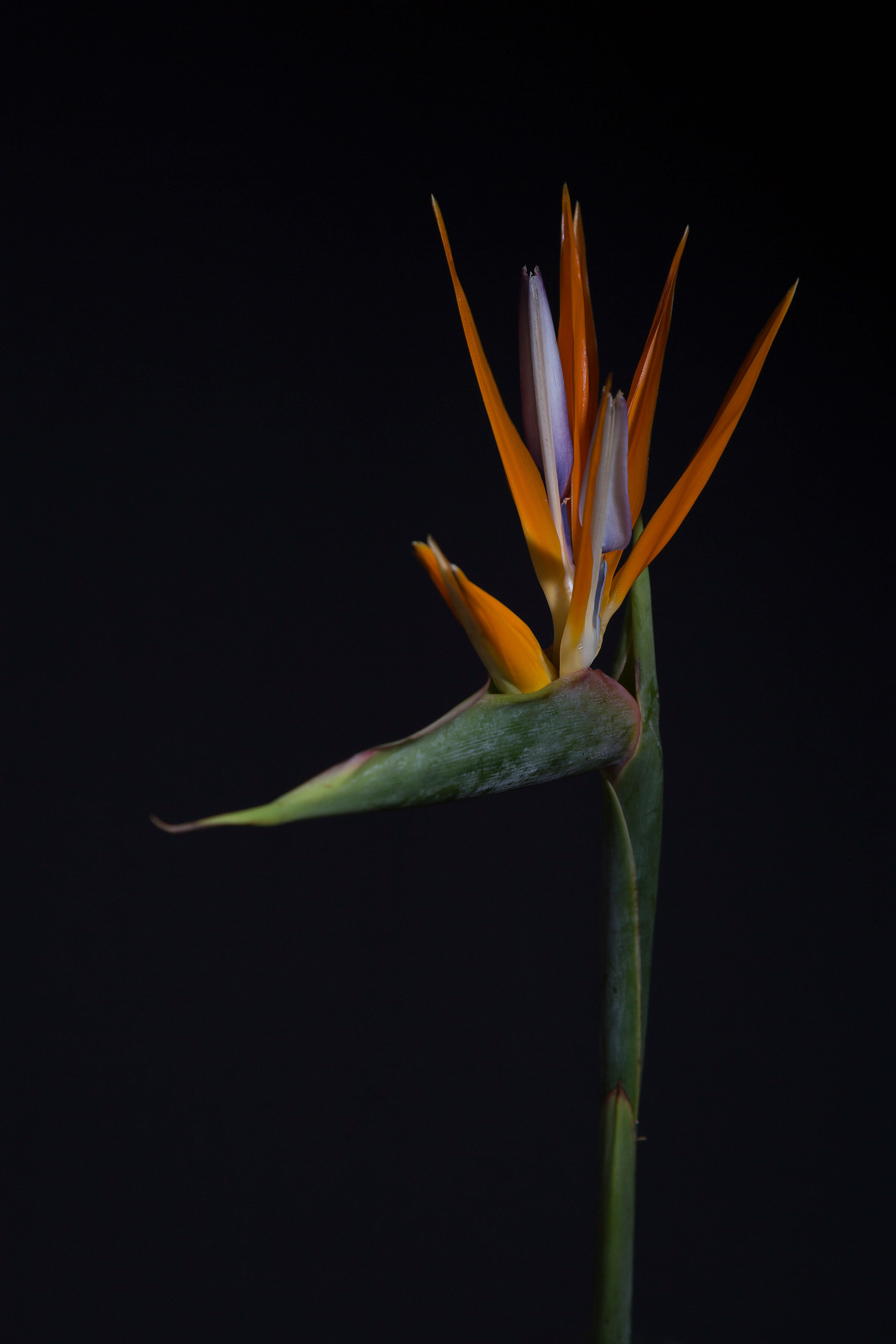 Untitled, 2018. Archival digital pigment print - 60 x 40 in / 152.4 x 101.6 cm