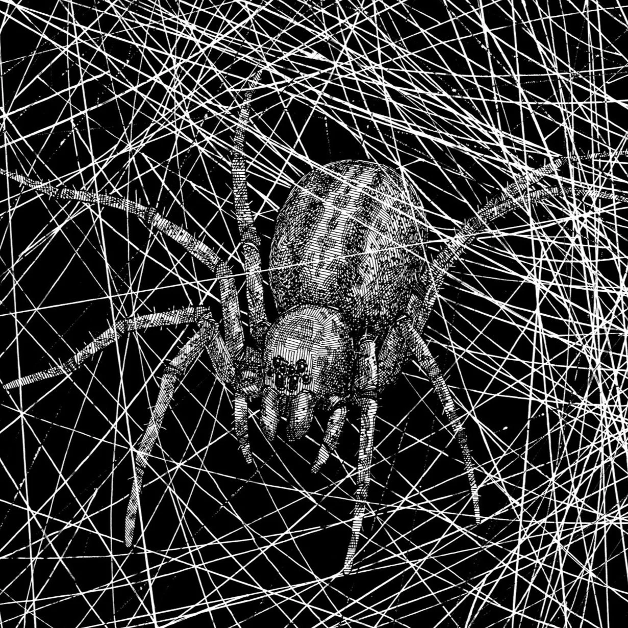 GrassSpider_Web.jpg