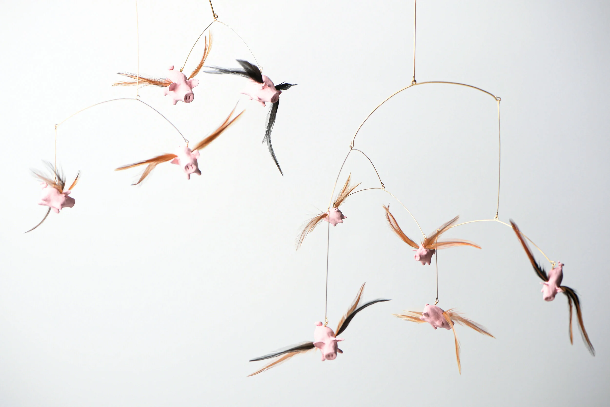 Pigs Flying