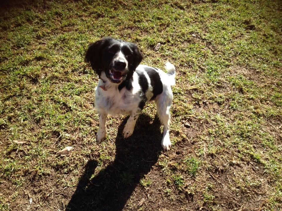 dog boarding hills district