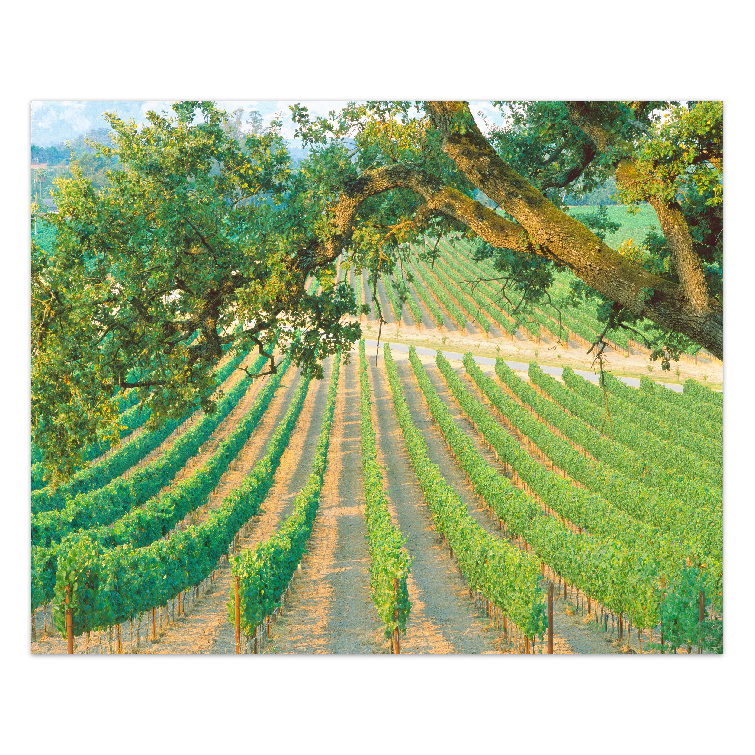 Napa Road | California