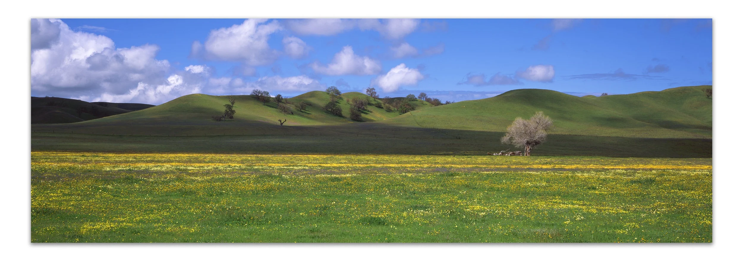 Light Play on a Broad Meadow | California | Edition of 11 Clouds pass on a spring afternoon casting shadows across the brief sea of green covering the hills of California’s Central Valley. 20x60, 24x72, 30x90, 40x120, 50x150 (Panels Only)