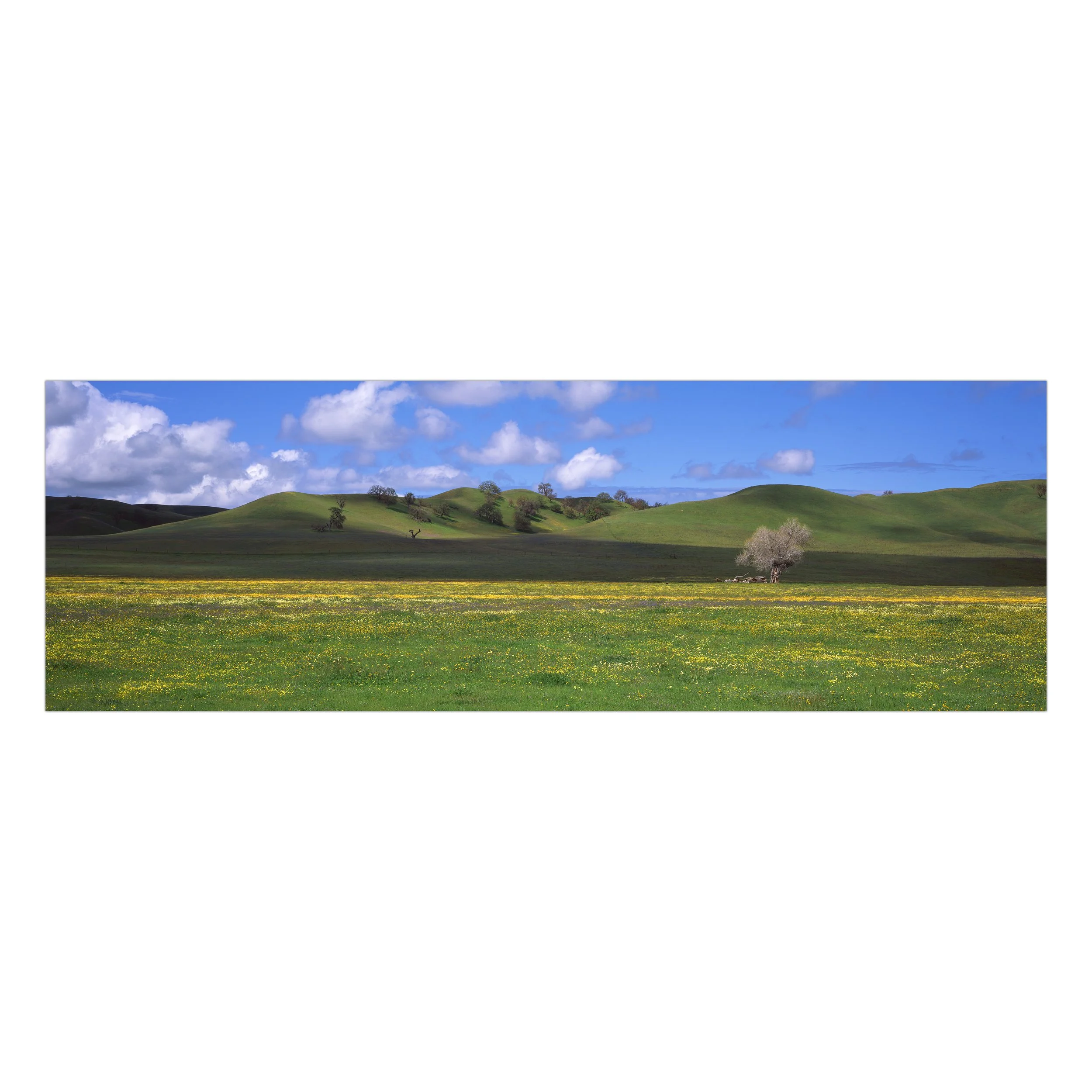 Spring Light Play 3600.jpg