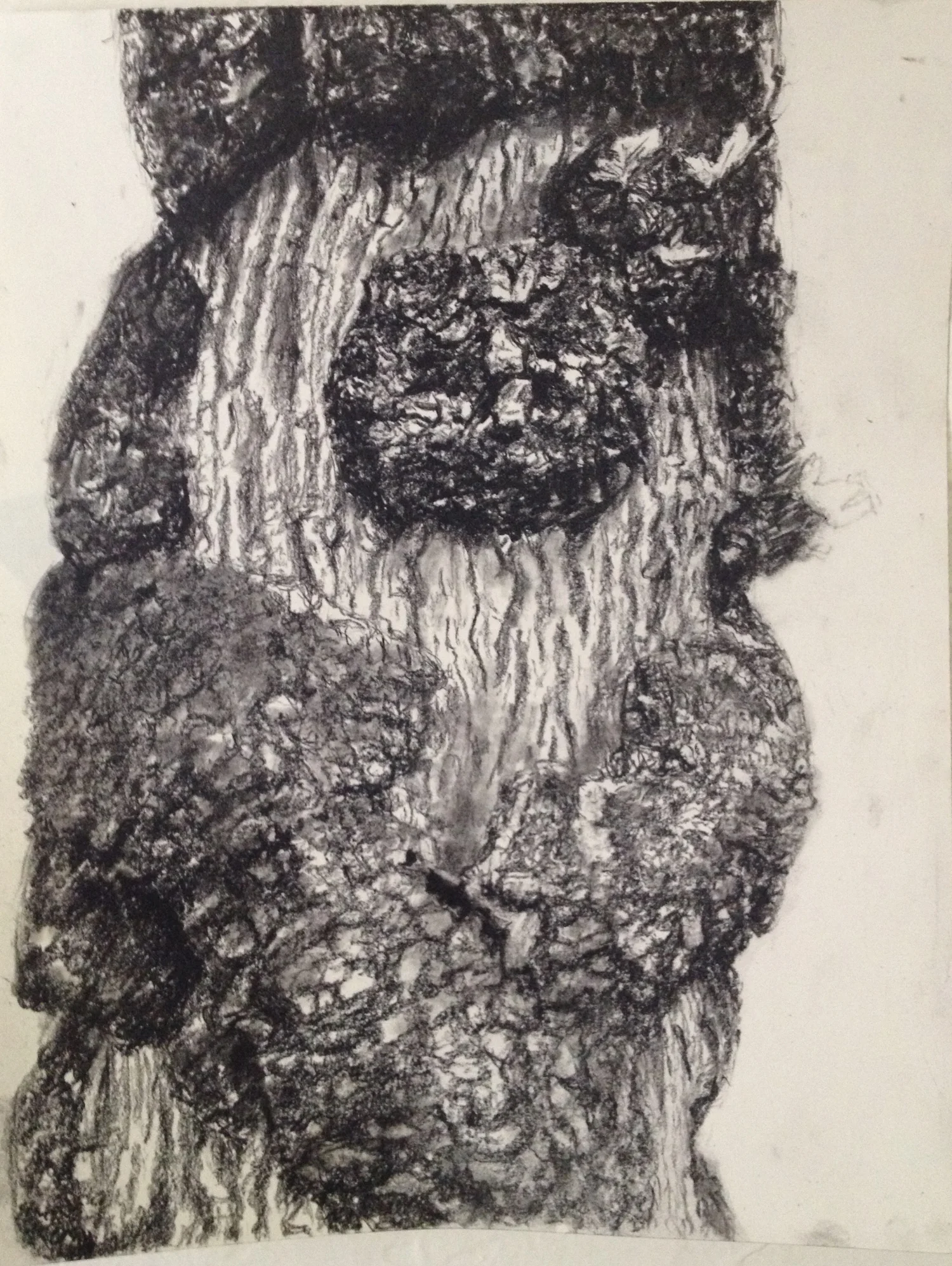 Westonbirt Bearded Tree