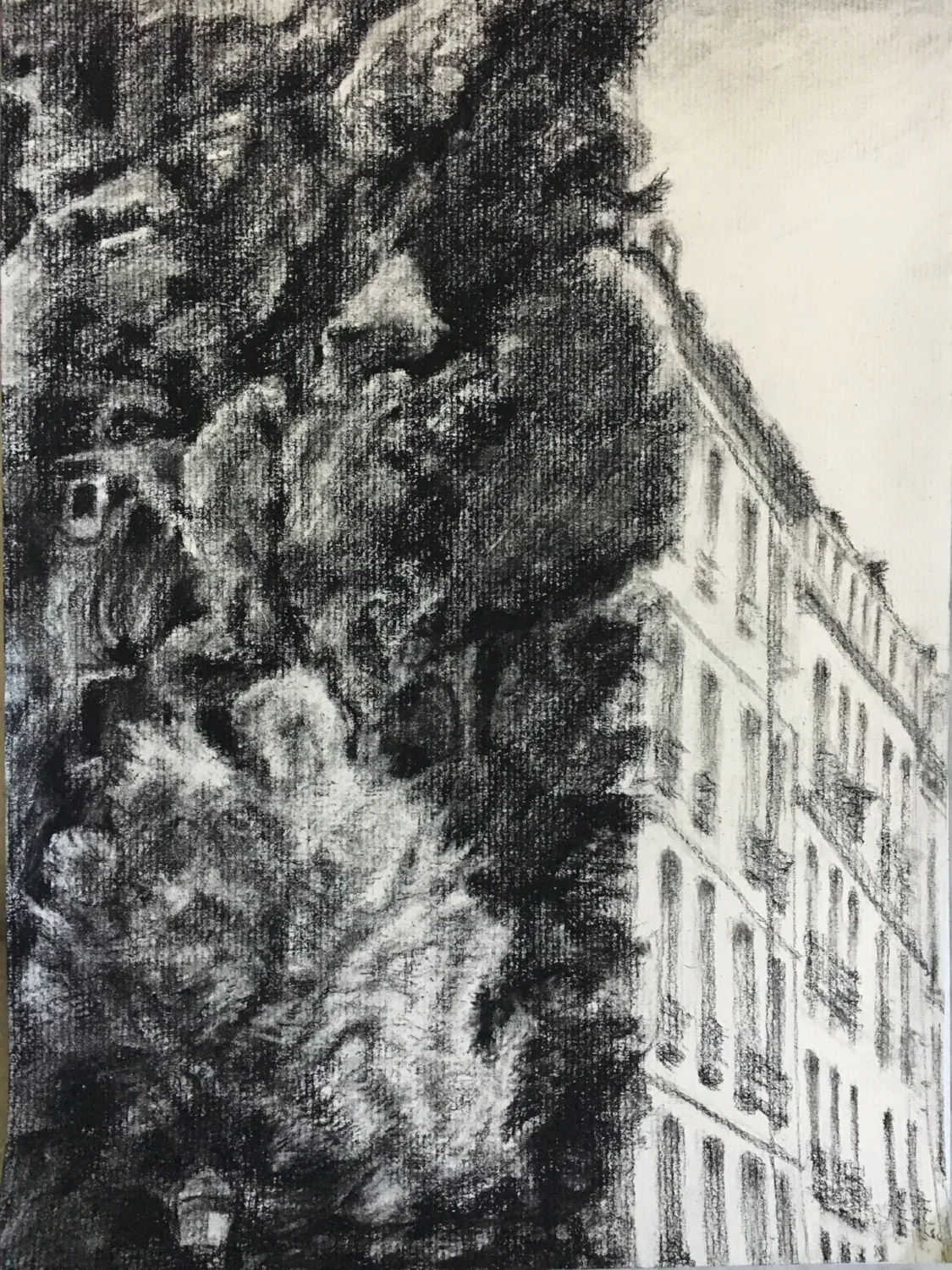 Vertical Garden Wall on Rue d'Aboukir