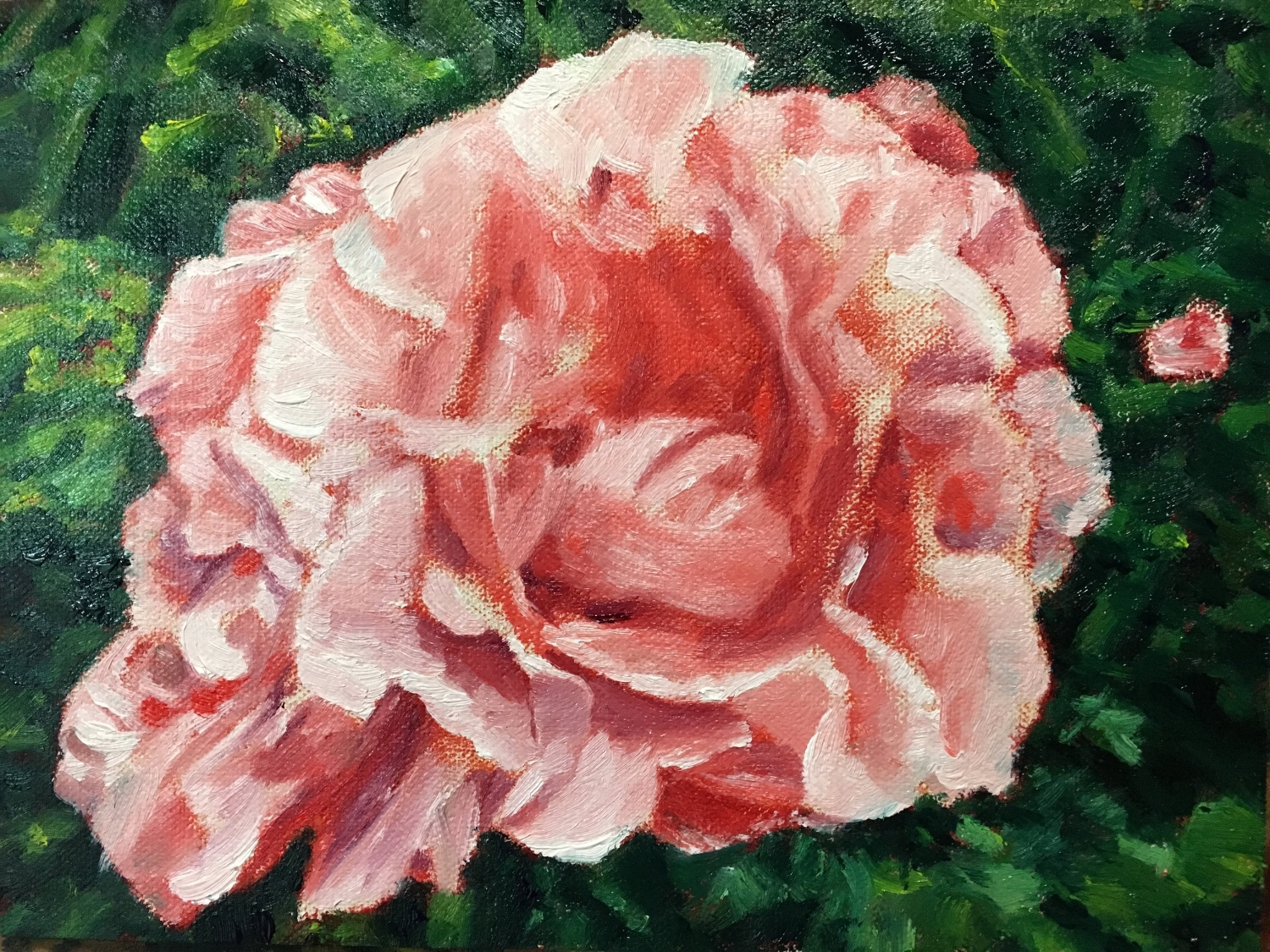 Quick Study of Rose at Musee Rodin Garden (07 April 2018)