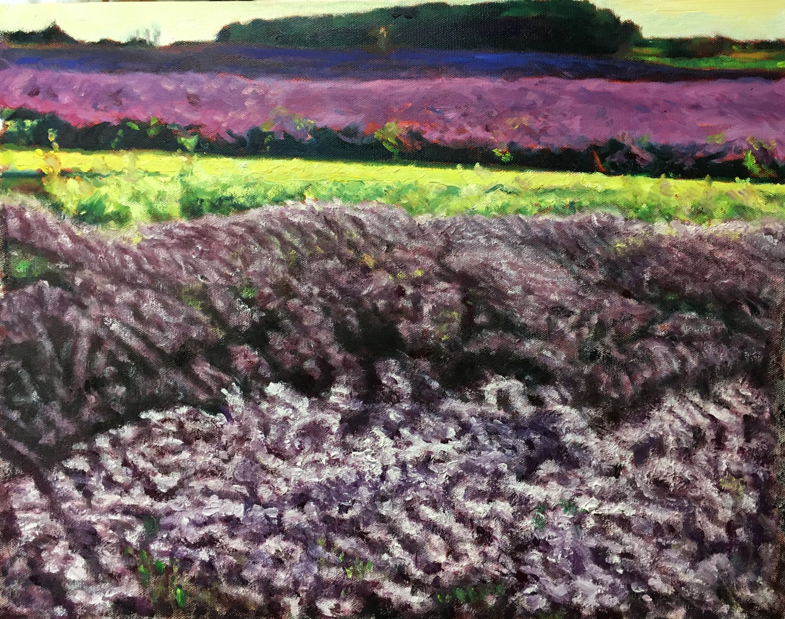 Lavender Fields near Snowshill (20 Feb 2019)