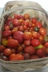 Our Tomatoes