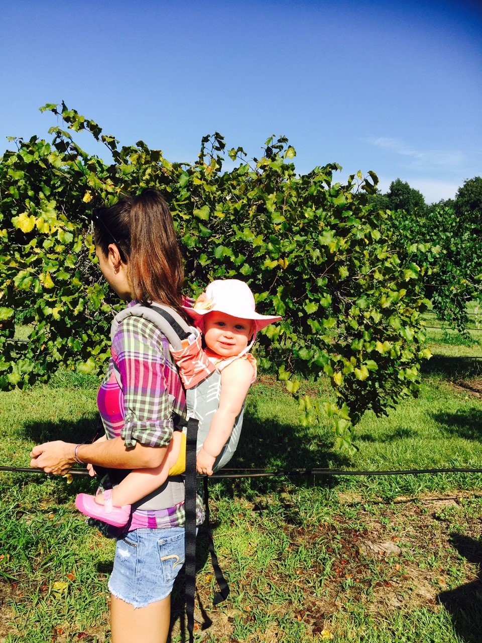 me lo grape picking.jpg