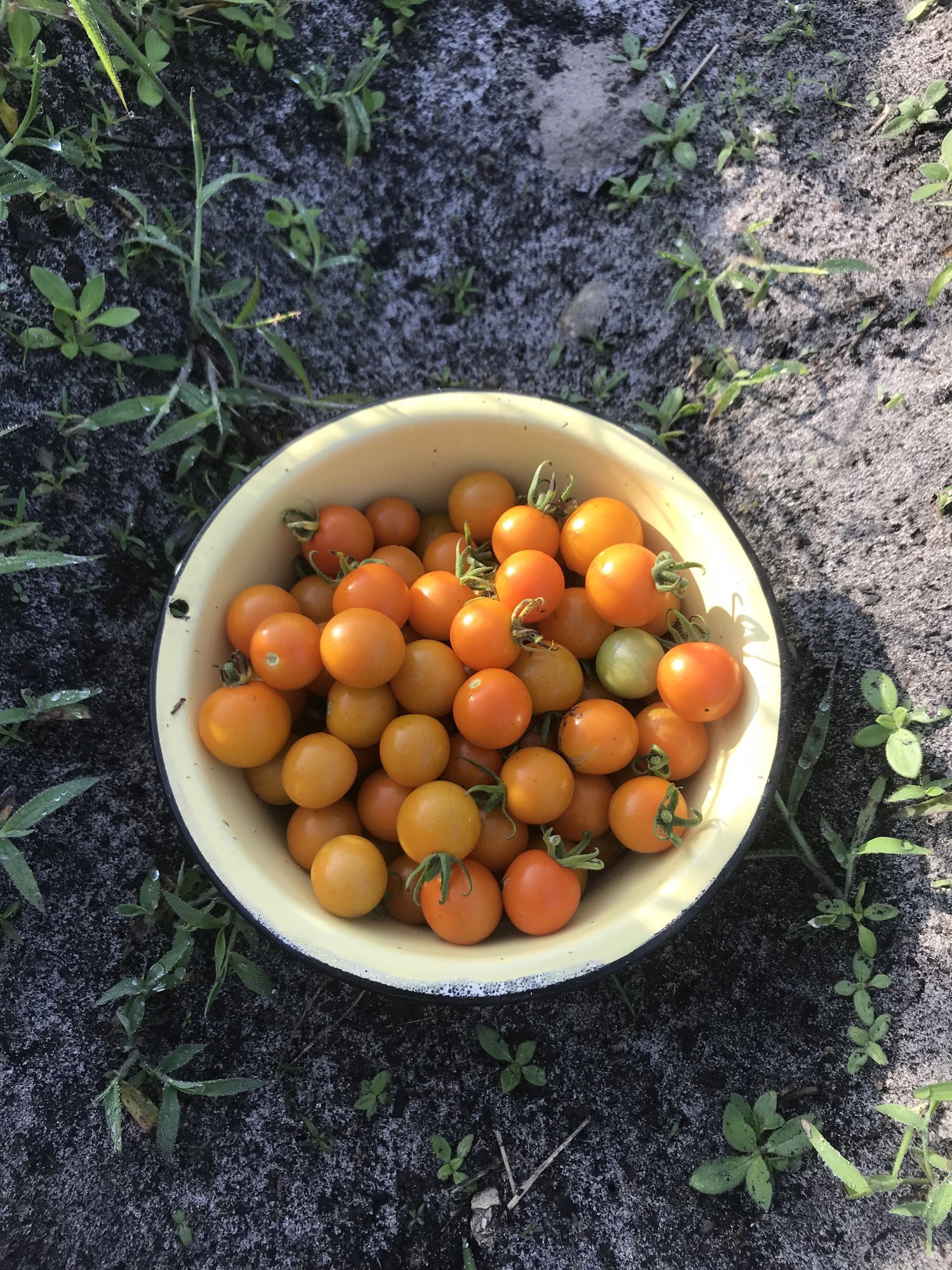  Sungold tomatoes are an absolute favorite thing to grow 