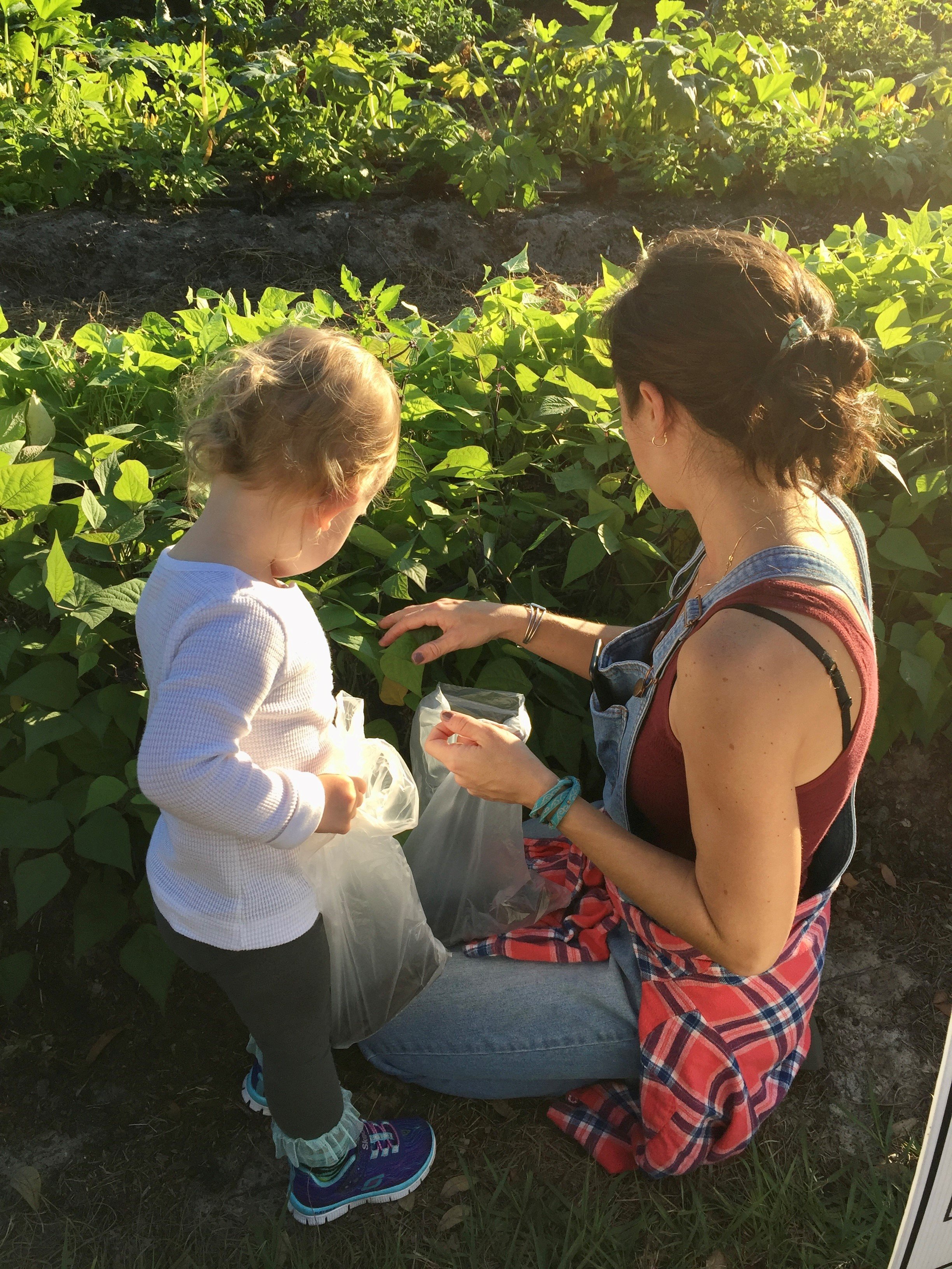  Lorelei and I picking beans circa 2016.  Some of my fondest memories of her at this age are on the farm.   