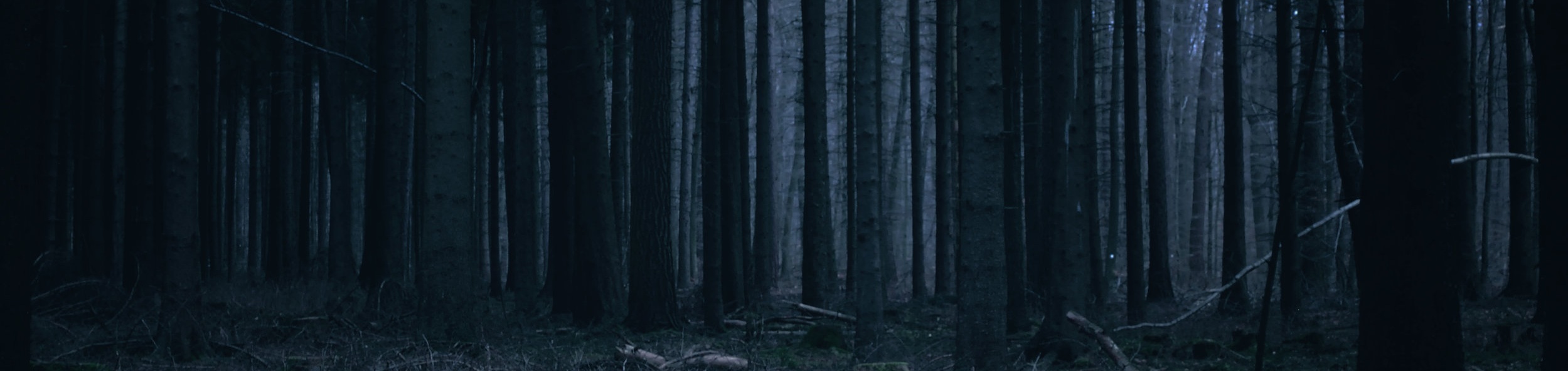 forest+at+night.jpg