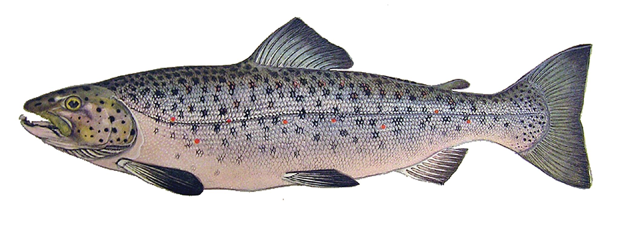 fish3.jpeg