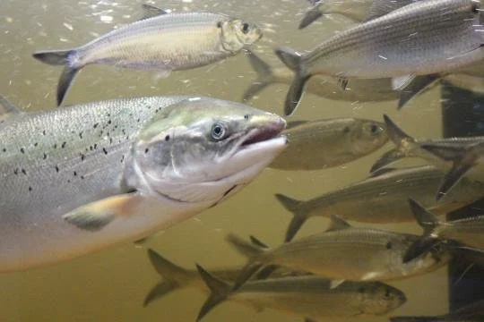 Fish Migration Tales 