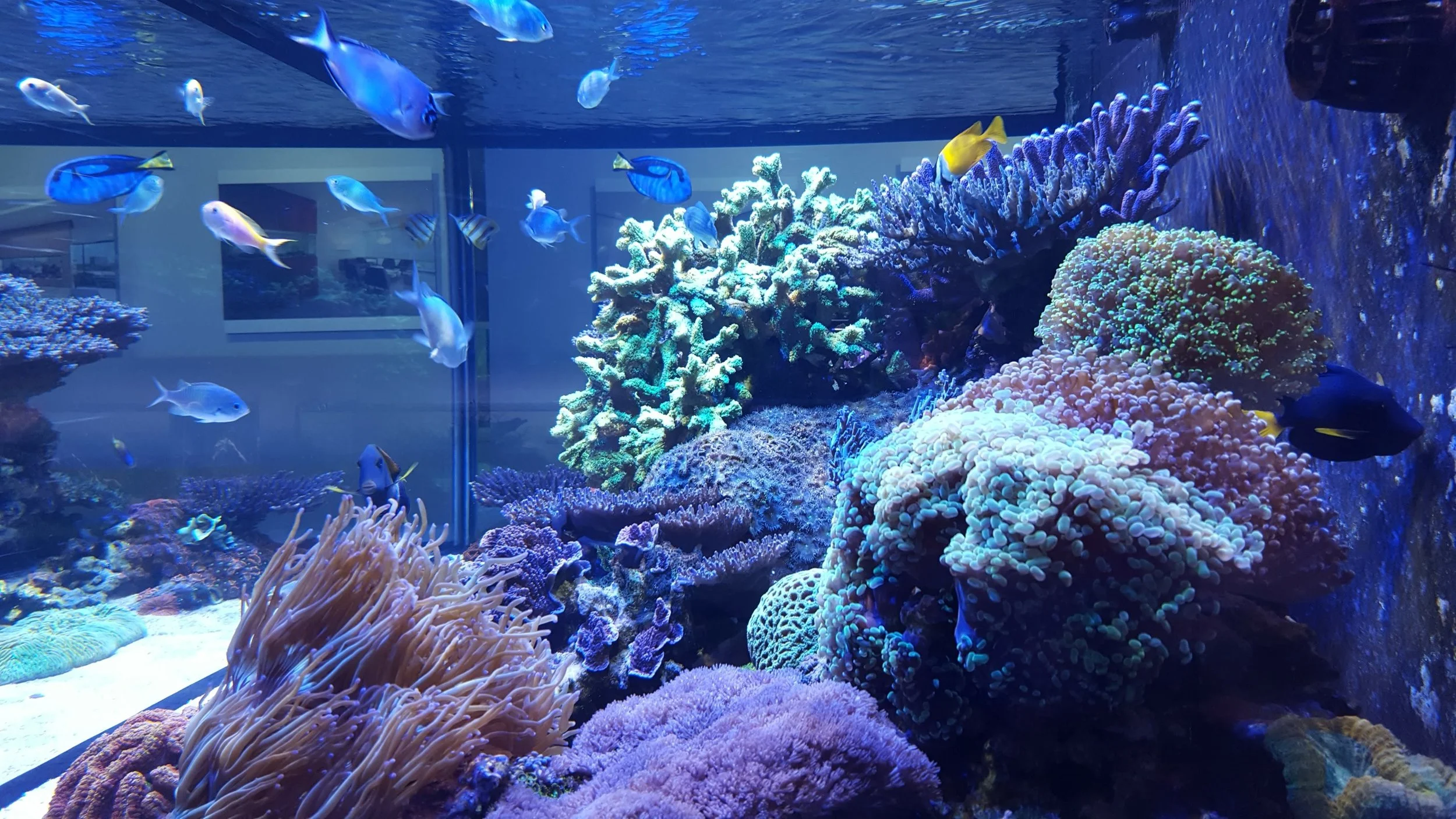 image of Aquarium Design Group by Juliet Childers