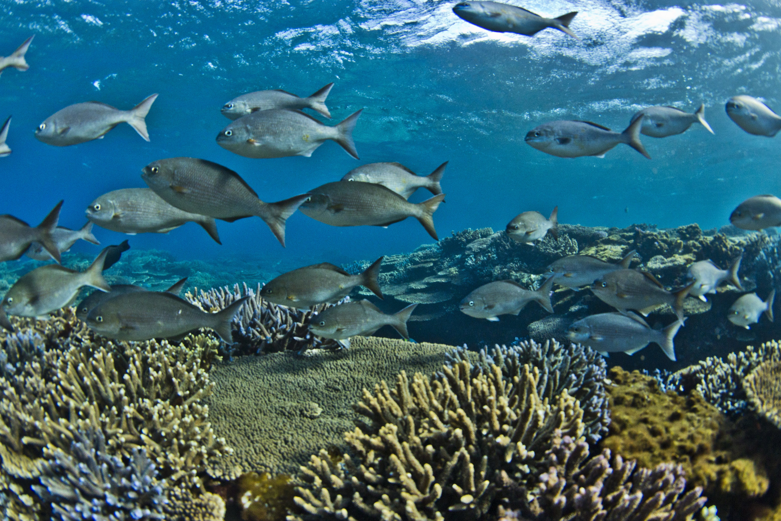 abrolhos.JPG