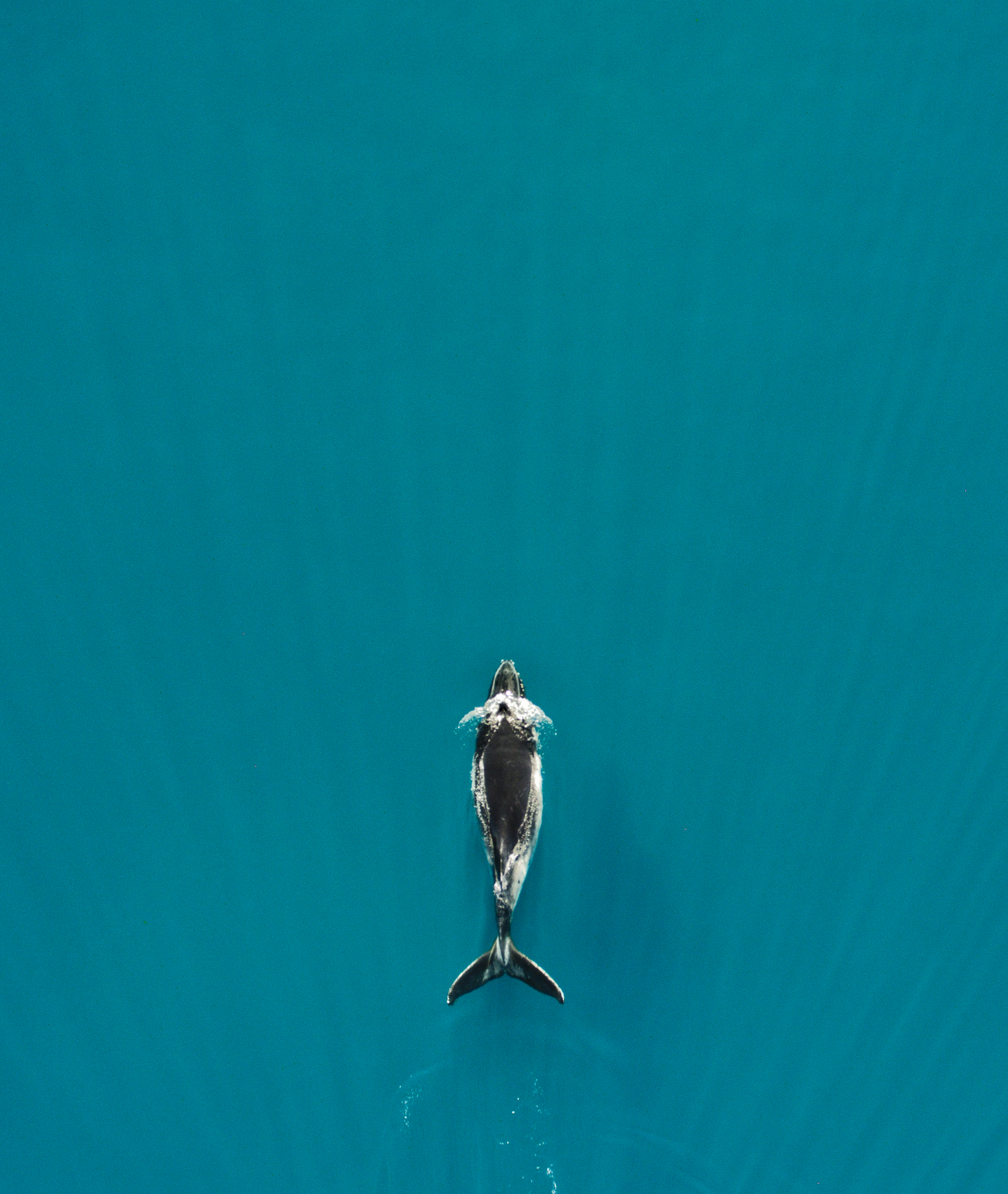 whale1_1.jpg