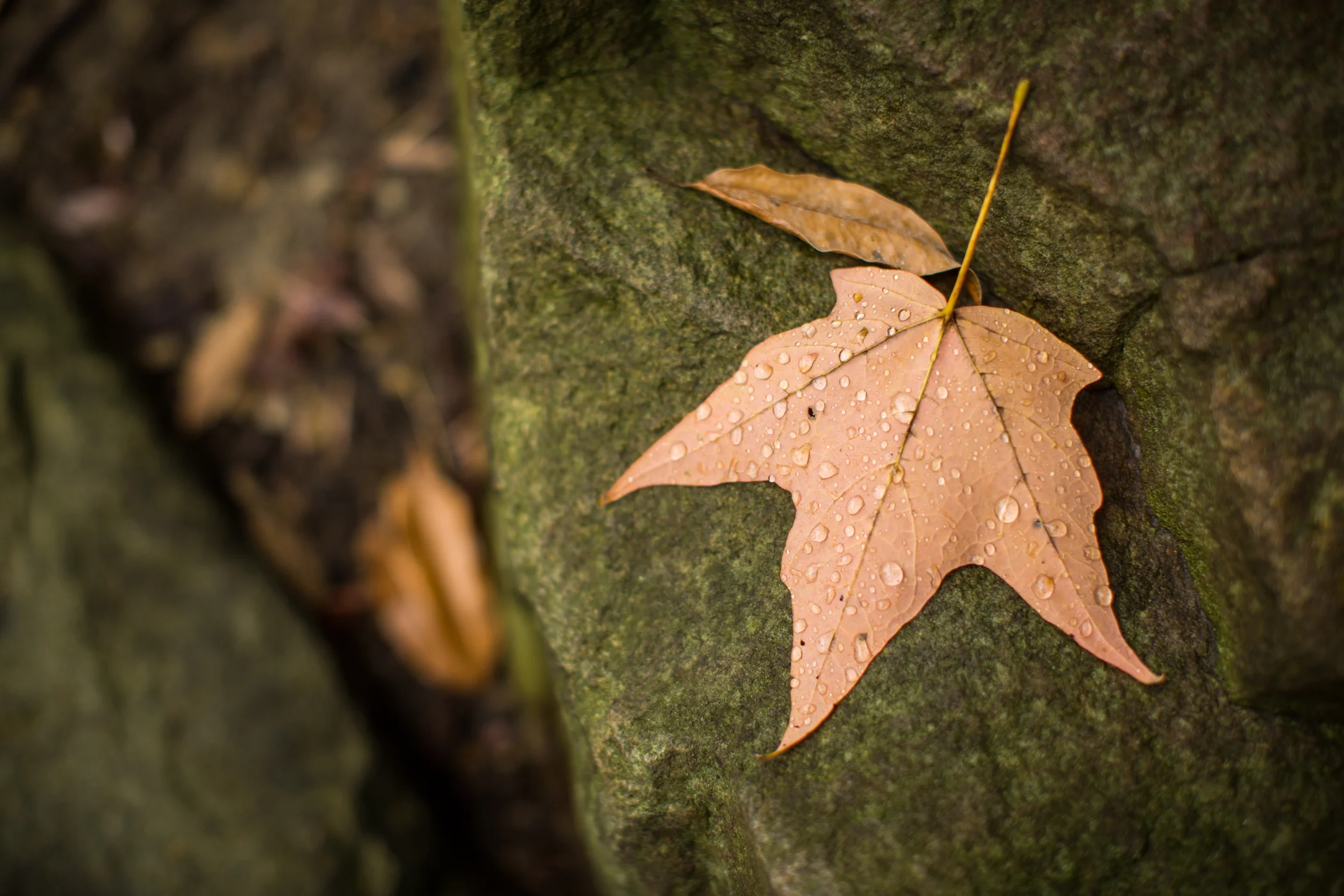 Nature-135.jpg