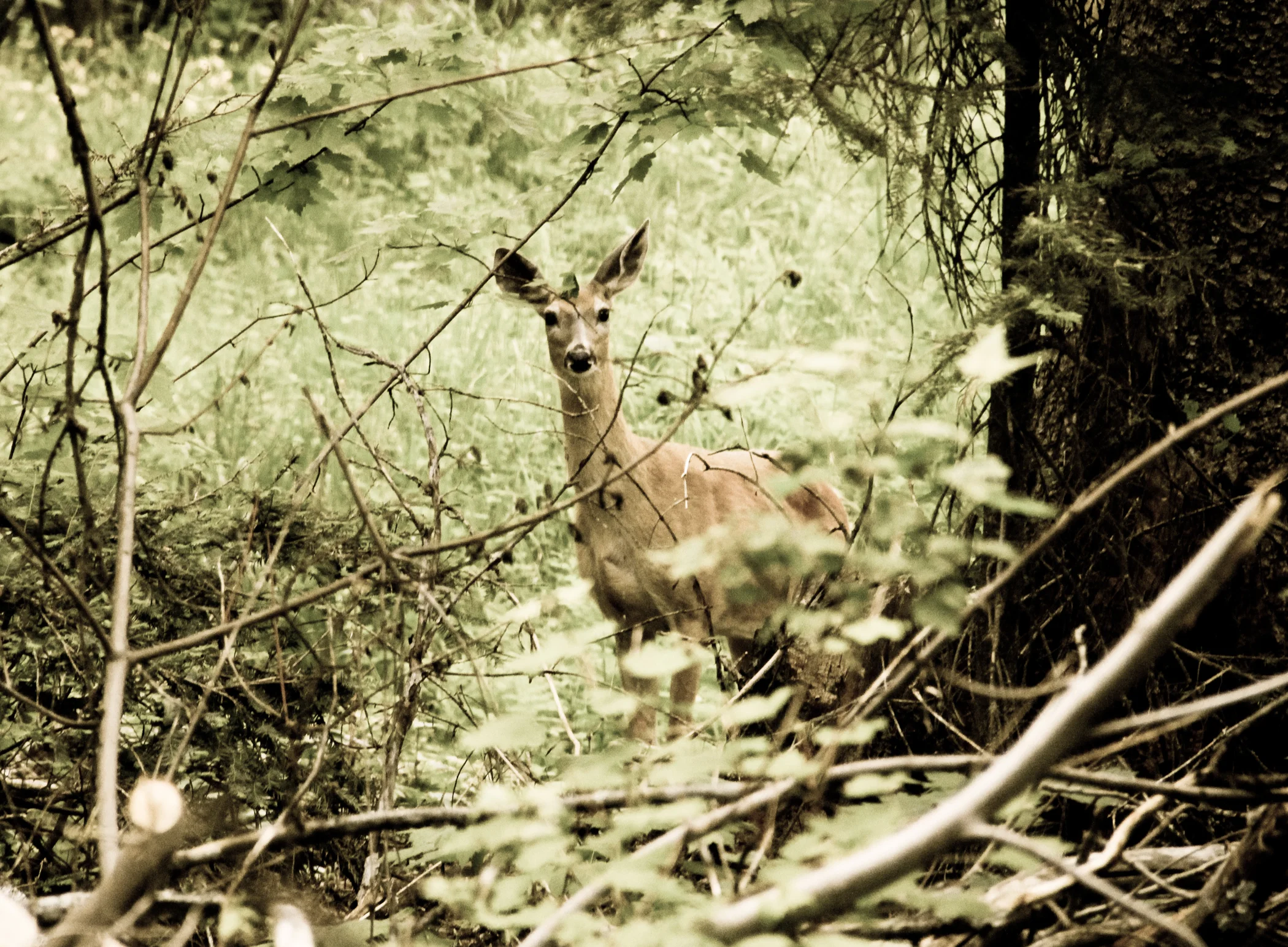 Nature-143.jpg
