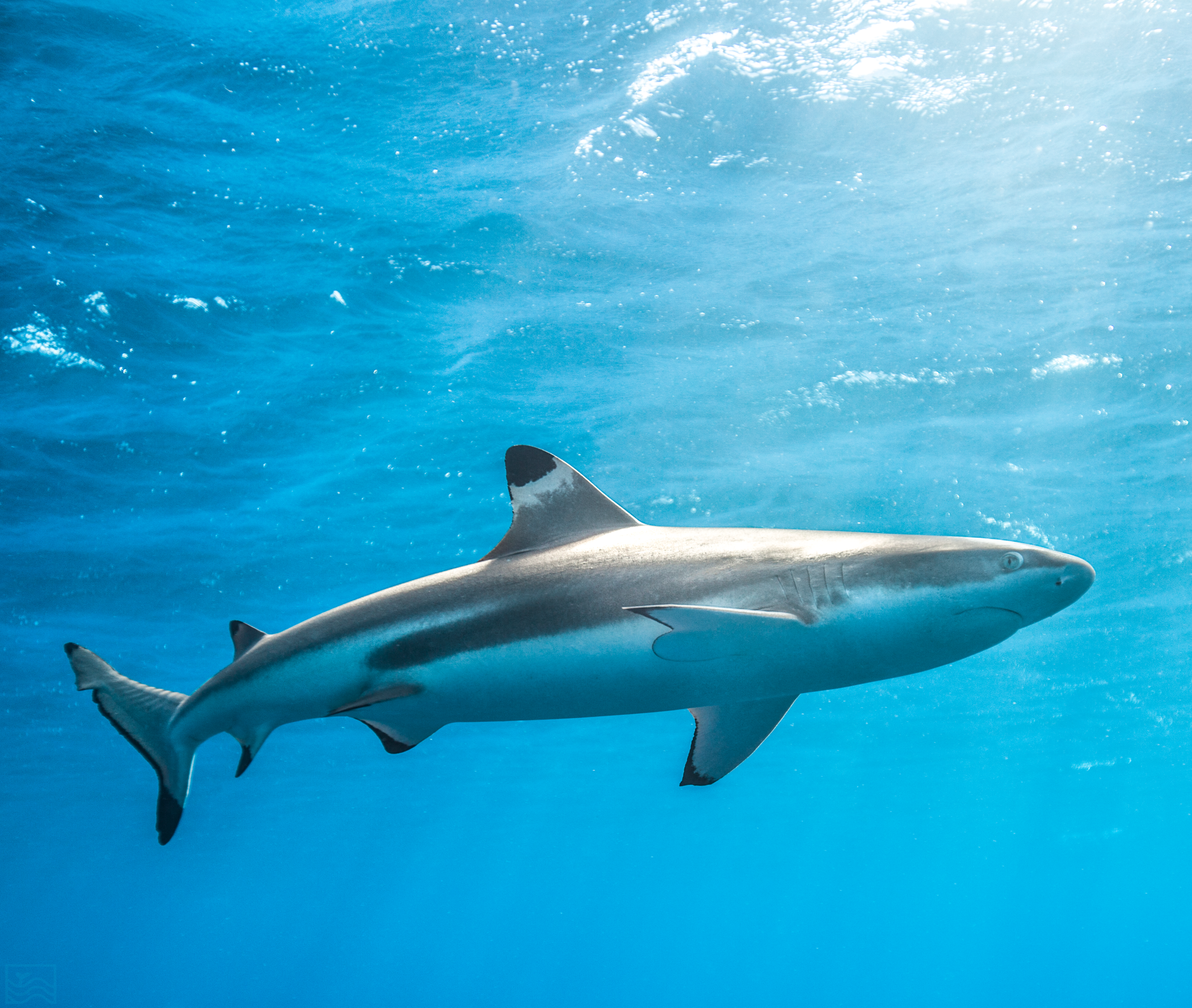 BLACKTIP2.PNG